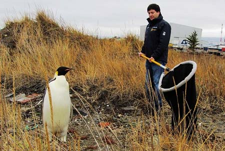Sernapesca rescata pingüino emperador herido en Punta Arenas