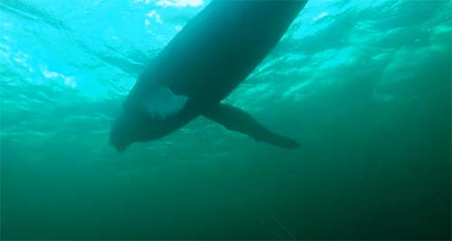 Armada libera a ballena jorobada atrapada en redes centolleras