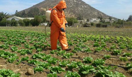 Agricultores de Coquimbo logran reducir hasta en un 70% uso de plaguicidas en hortalizas