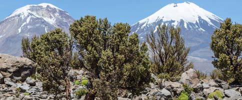 Catastro vegetacional reveló que Arica y Parinacota tiene casi 50 mil hectáreas de bosques