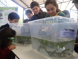 Realizan charla sobre la protección de la rana chilena a estudiantes de Santo Domingo