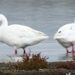 Cisnes El Yali