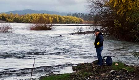 Descartan que caída de vagones al río Toltén haya afectado la fauna acuática