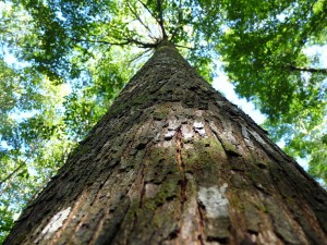Propietarios de Los Lagos firman convenio que creará cortinas de árboles nativos