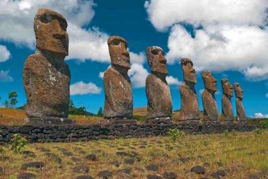 Buscan descifrar genética de extinto árbol de Rapa Nui para «revivirlo»