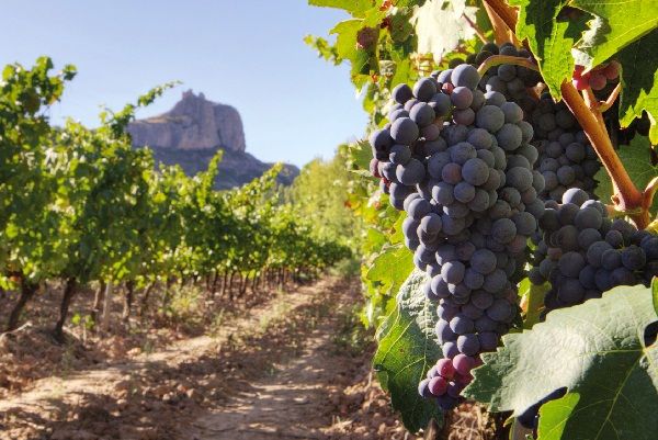 Grandes viñas se comprometen a capacitar en sustentabilidad a pequeños productores vitícolas