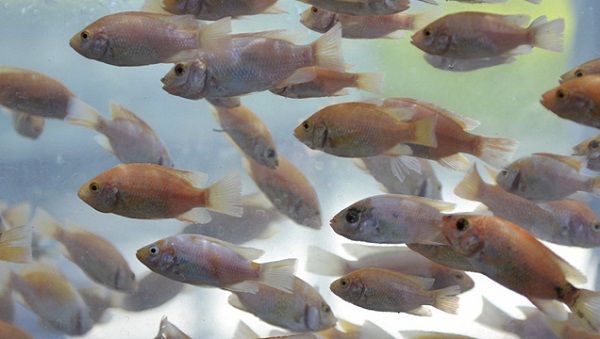 SMA formula cargos contra piscicultura ubicada en la comuna de Villarrica