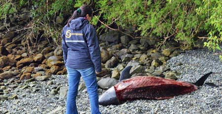 Remiten antecedentes a Fiscalía local por caso de delfín faenado en Puerto Aisén