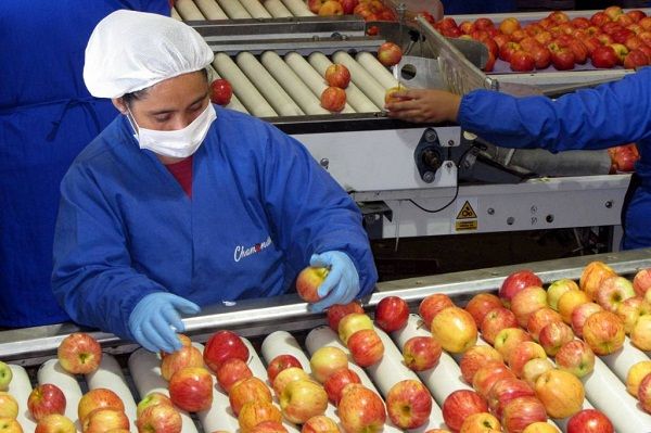 Empresas de packing frutícola reciben certificación en Producción Limpia