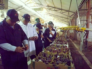 Empresas frutícolas de Coquimbo reciben certificación en Producción Limpia