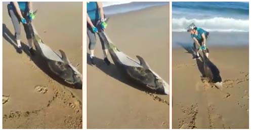 Advierten sobre manipulación de fauna herida o varada en playas