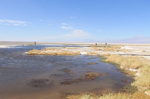 Levantan información sobre estado ecológico de lagunas del Salar de Atacama
