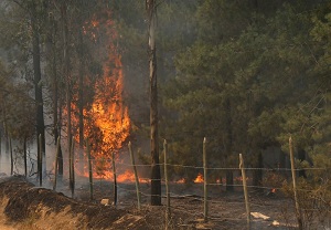 Corma afirma que sus asociados han perdido más de 40 mil hectáreas por incendios