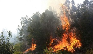 Alcalde de Valparaíso por incendio: «es necesario deforestar los eucaliptus para reforestar con especies nativas”