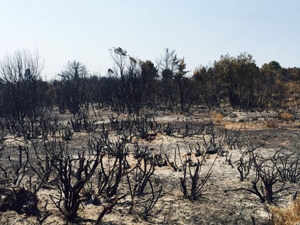 Gobierno convoca a comisión de expertos para la restauración ecológica de patrimonio natural afectado por incendios