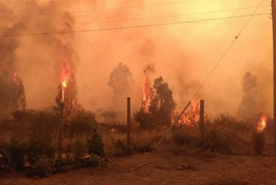 CGE deberá ejecutar plan de reparación de 9 mil hectáreas por incendios de 2017 en el Maule
