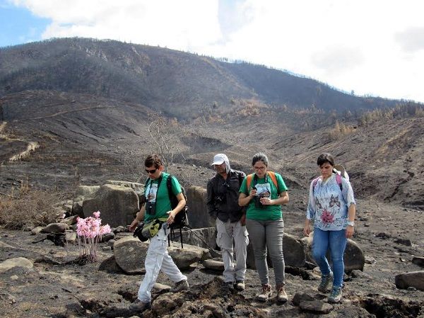 Evalúan degradación al patrimonio natural en Cerro Name por incendio forestal en Cauquenes