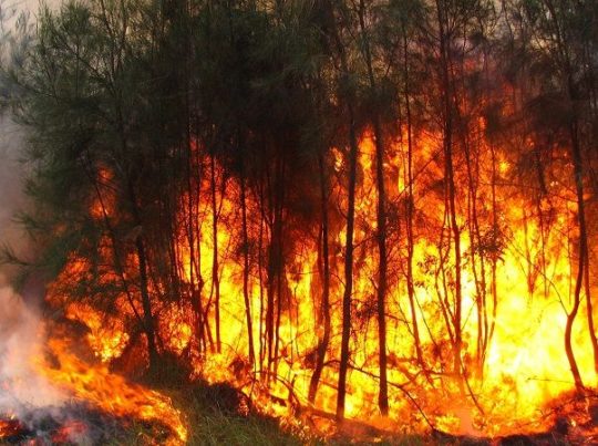 El 35% de los incendios forestales de esta temporada han sido intencionales