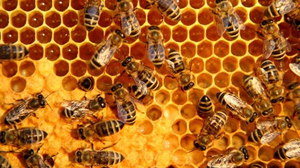Incendios forestales: más de 4 mil colmenas de abejas han sido extinguidas