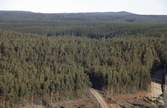 Sociedades científicas y de investigación solicitan que plantaciones forestales industriales ingresen al SEIA