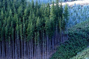 Secretario ejecutivo de la Certfor: «Chile está a la vanguardia de países tradicionalmente forestales»