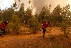 Ministerio del Medio Ambiente identifica a 185 especies que fueron afectadas por incendios forestales