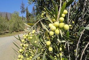 Productores de aceite de oliva dan un salto a la sustentabilidad
