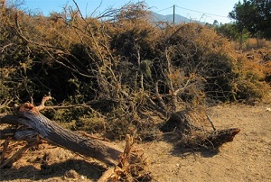CONAF constata tala ilegal de bosque nativo de uso múltiple en Casablanca