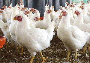 SMA inicia proceso sancionatorio contra Planta Avícola Las Rastras en Talca