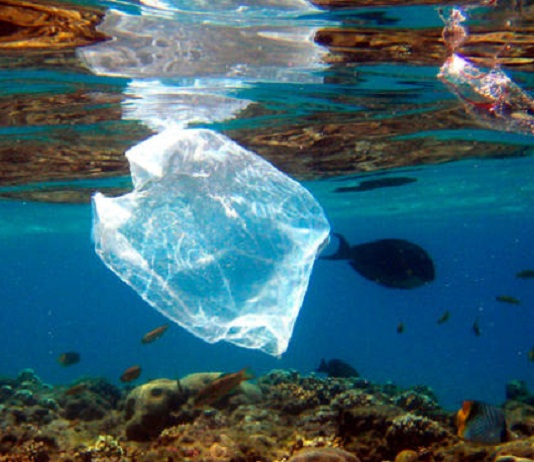 Descubren hongo que degrada los plásticos que se acumulan en el mar