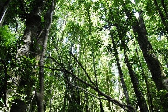 Chiloé: Destrucción de bosque nativo y de humedales acentúa escasez de agua