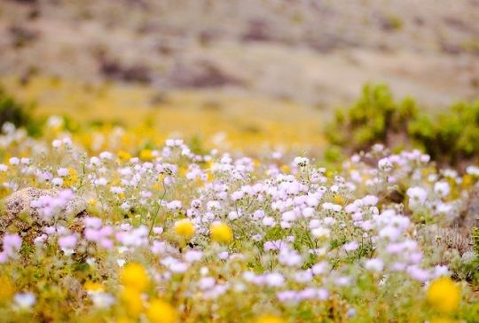 Seremi de Atacama llama a disfrutar del Desierto Florido respetando su biodiversidad