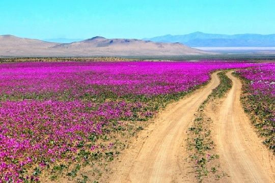 Medio Ambiente gestiona nuevos sitios fiscales para conservación en el desierto florido