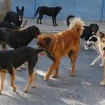 perros-de-la-calle-compressor