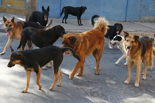 Reacciones ante el rechazo de ley que autorizaba cazar a perros asilvestrados