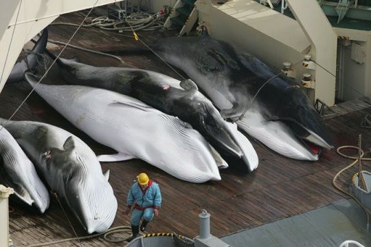 «Fines científicos»: Japón cazó 177 ballenas esta temporada