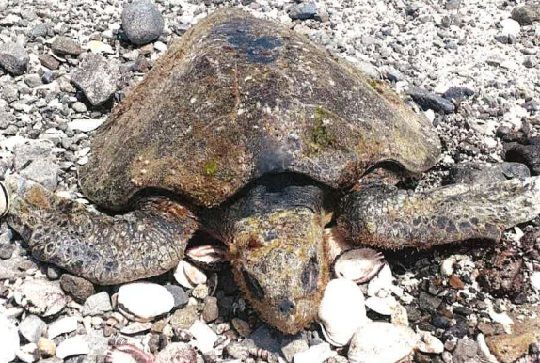Greenpeace denuncia muerte de fauna marina e inexistencia de evaluación ambiental tras derrame de ácido en Mejillones
