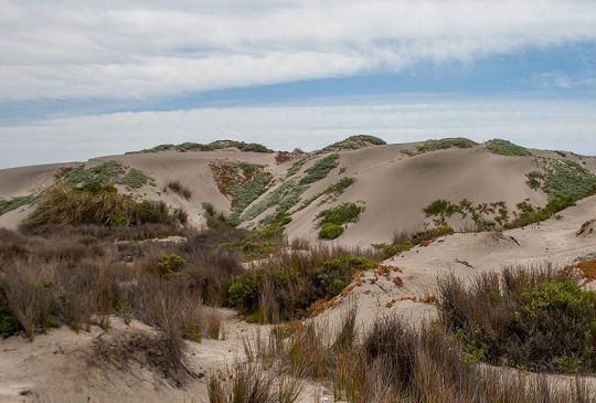 Autoridad ambiental de Valparaíso sostiene que las dunas de Ritoque podrían ser protegidas como santuario