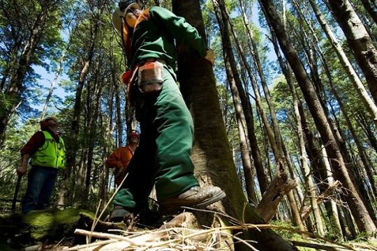Servicio Nacional Forestal da un nuevo paso en su creación, tras ingresar al Senado