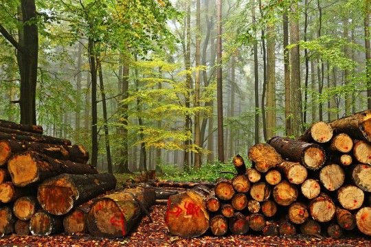 Sociedades científicas solicitan al Senado incluir plantaciones forestales en el SEIA