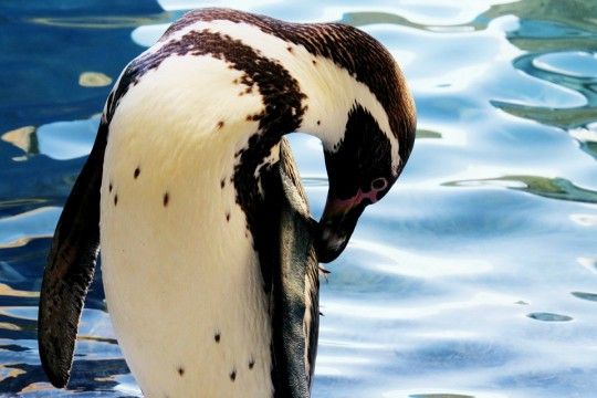 Conaf asegura que Dominga provocaría extinción a corto plazo del Pato Yunco y el Pingüino de Humboldt