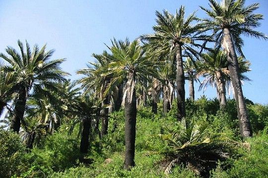 Desinstalan campamento ilegal para extracción de semillas de palma en La Campana