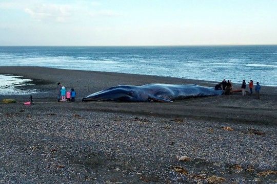 Viajeros se sacaron selfies, rayaron y cortaron a una ballena muerta en Magallanes