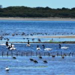 Humedal-de-Caulín-Chiloé