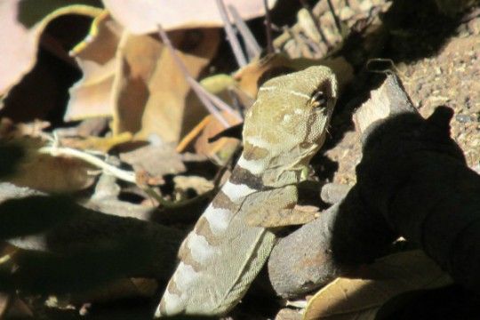 Confirman presencia del lagarto gruñidor del volcán en la Región Metropolitana