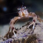 LANGOSTINO-DE-LOS-CANALES-768×514