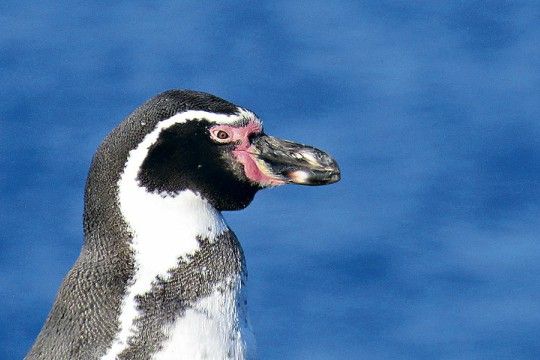 Eliminan plaga de conejos en Reserva Pingüino de Humboldt