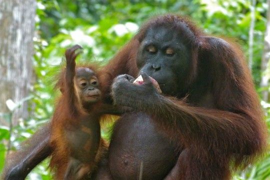 Más de 100.000 orangutanes de Borneo han desaparecido en 16 años