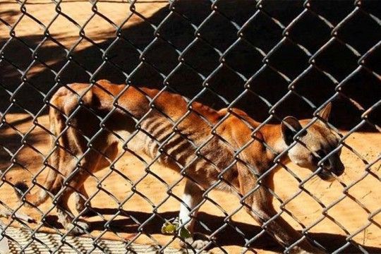 Venezuela: Animales en peligro de extinción mueren en zoo por falta de comida