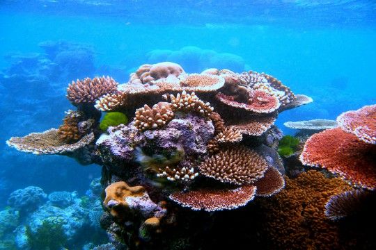 En 30 años se han perdido hasta el 50% de los corales del mundo